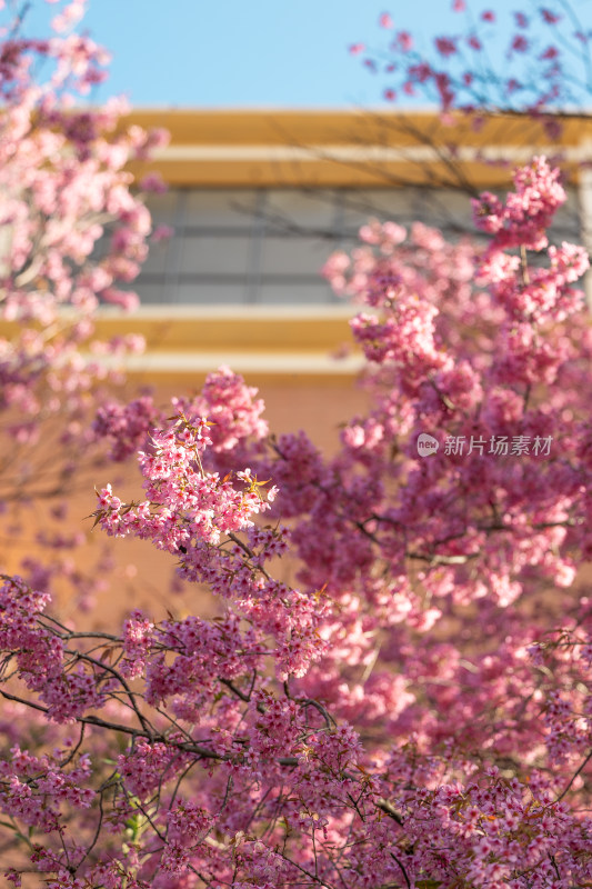 粉嫩樱花枝近景特写