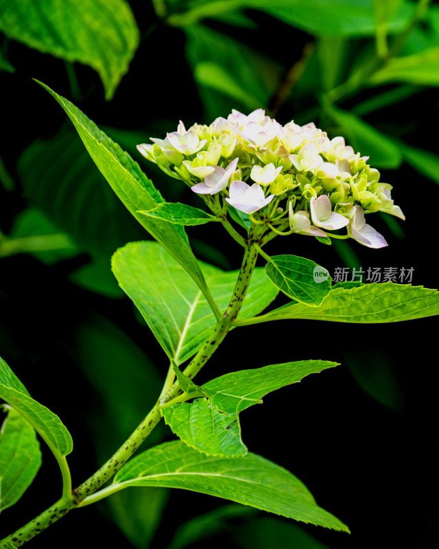 特写绣球花绿植花卉