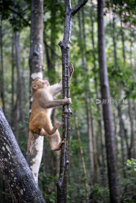 猴子在林间岩石上休憩的场景