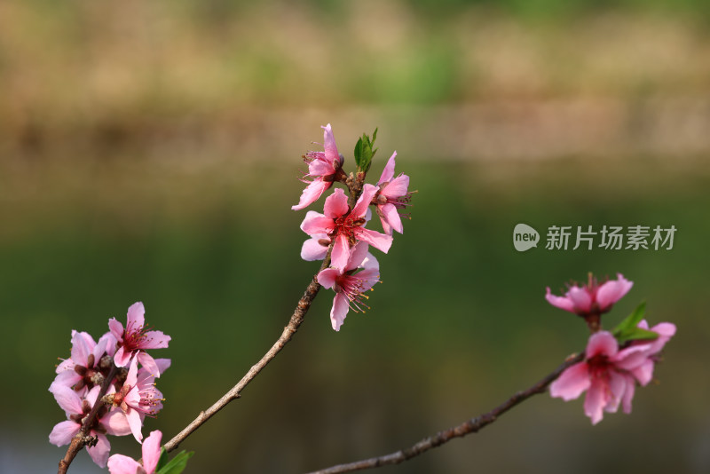 春天盛开的桃花特写