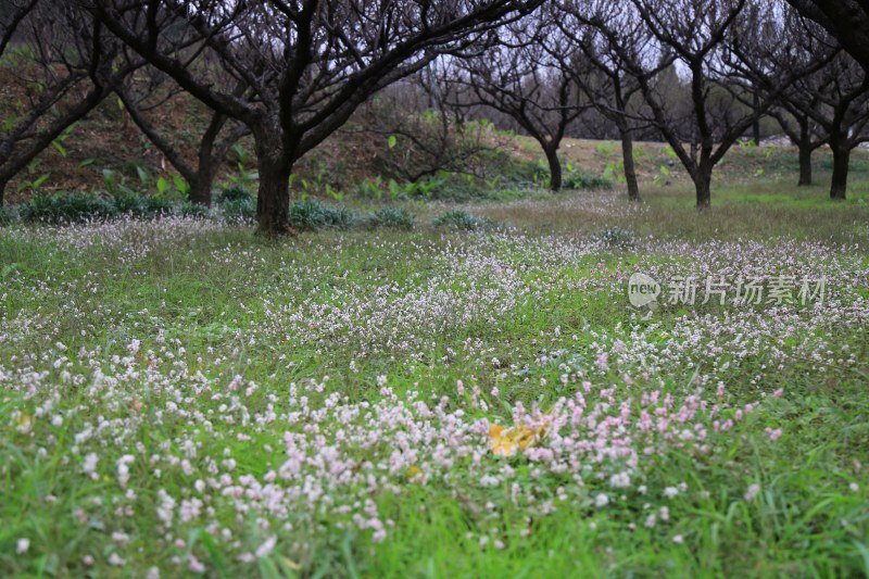 深秋白花盛开的草地