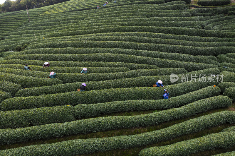 春天杭州西湖龙井茶园龙坞茶园