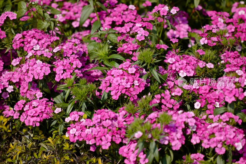 厦门园博苑郁金香花展上的须苞石竹