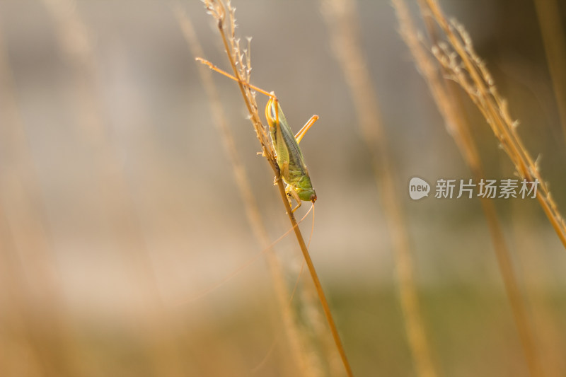 秋天秸秆麦穗上的蚂蚱 微距特写镜头