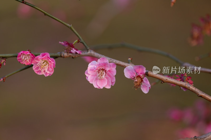 杭州钱塘江畔粉色梅花枝特写