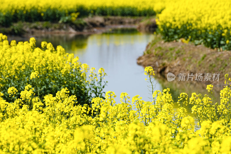 江苏兴化千垛景区水上油菜花海