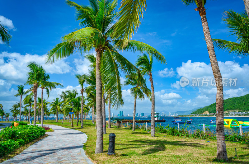 越南芽庄珍珠岛游乐园园林草坪棕榈树