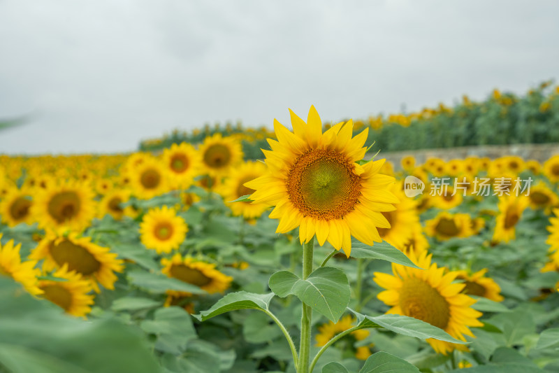 贵州高原向日葵花海