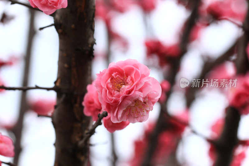 初春绽放的粉红色梅花