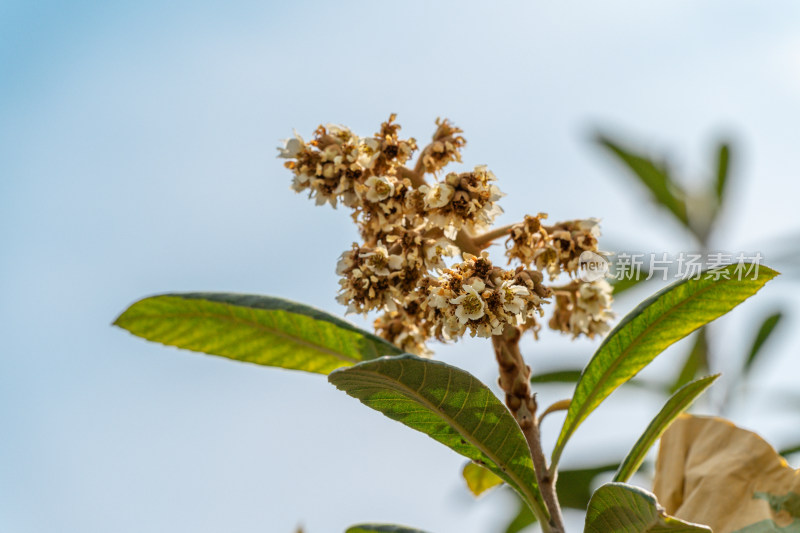 初春的枇杷花