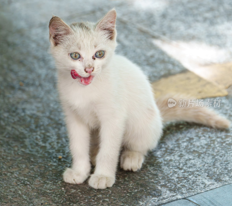 户外的流浪小猫