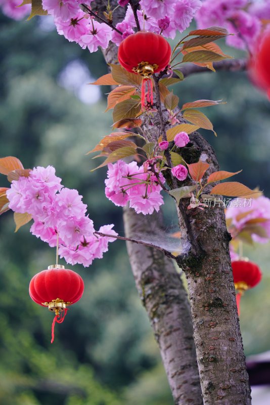 鲜花花朵花卉花树