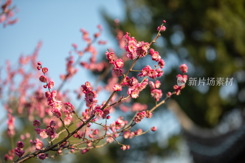 春天宁波街头的梅花开了