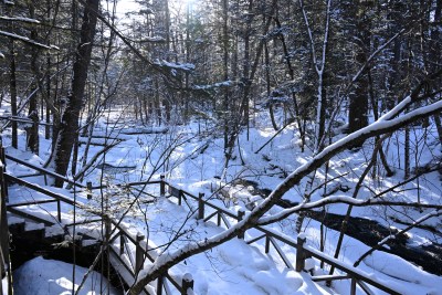 雪后森林木桥景观，阳光洒落尽显静谧