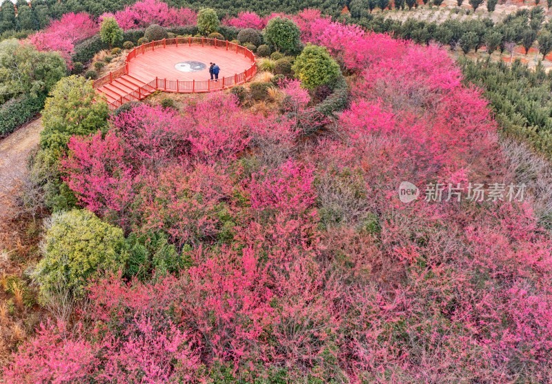 江西金溪：梅花盛开春光美