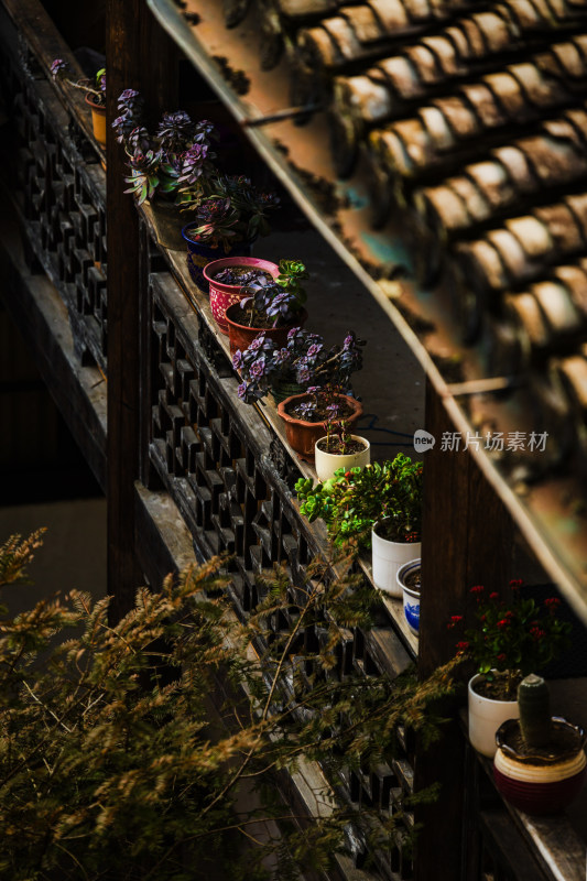 天台国清寺生活区阳台上的盆栽植物