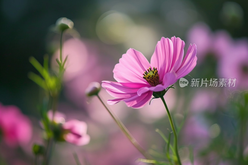 粉色格桑花特写