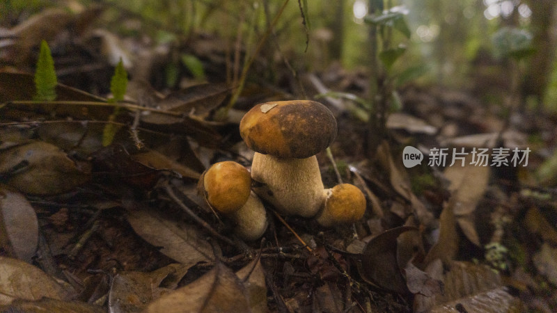 森林里正在生长的蘑菇