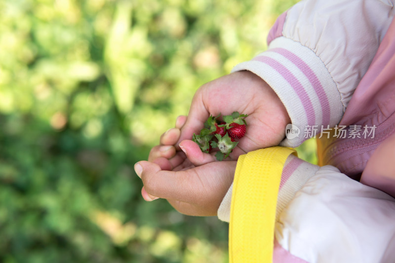 孩子手里的野草莓特写