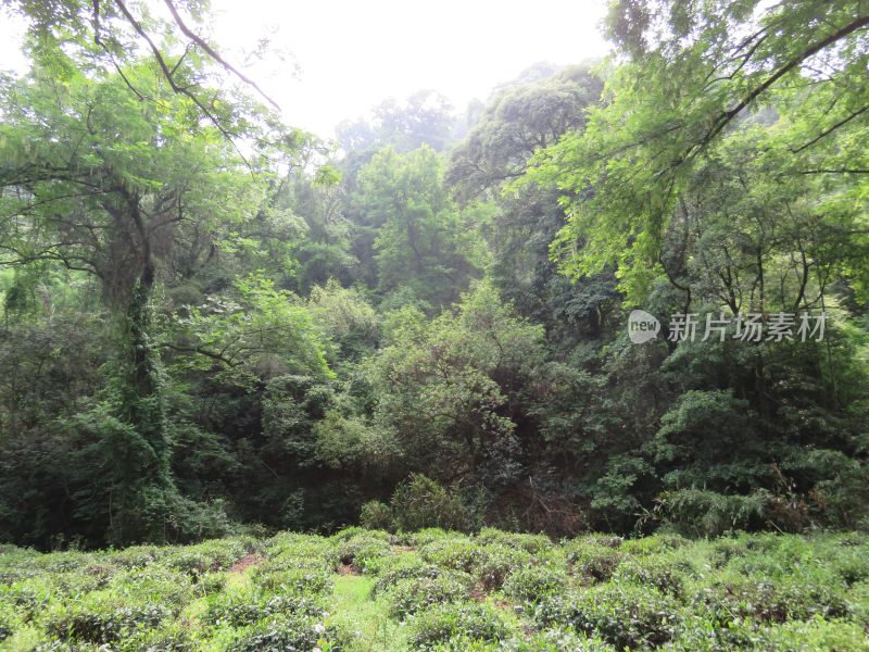 杭州九溪烟树景区