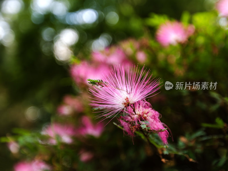 合欢花，粉色合欢