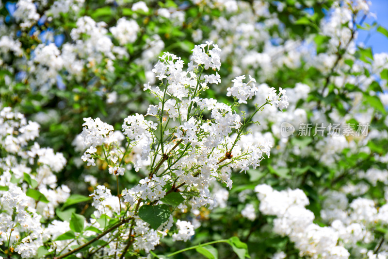 白色丁香花