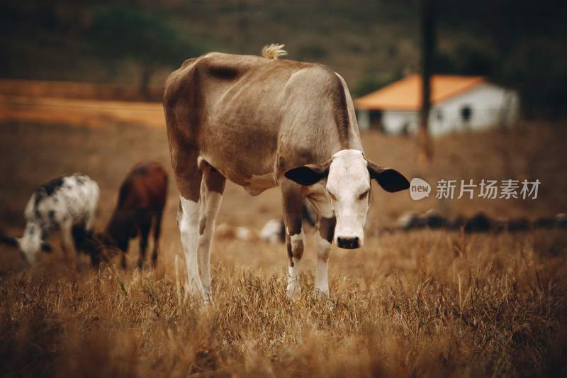 野生动物园野牛奶牛