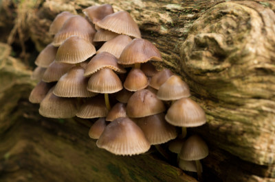 野生菌蘑菇生长环境菌类山菌