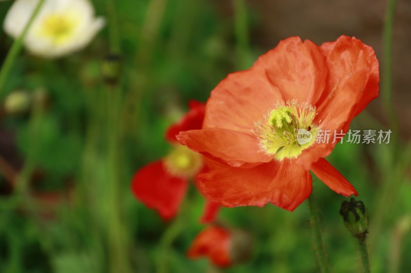 冰岛虞美人 丽春花 女蒿 