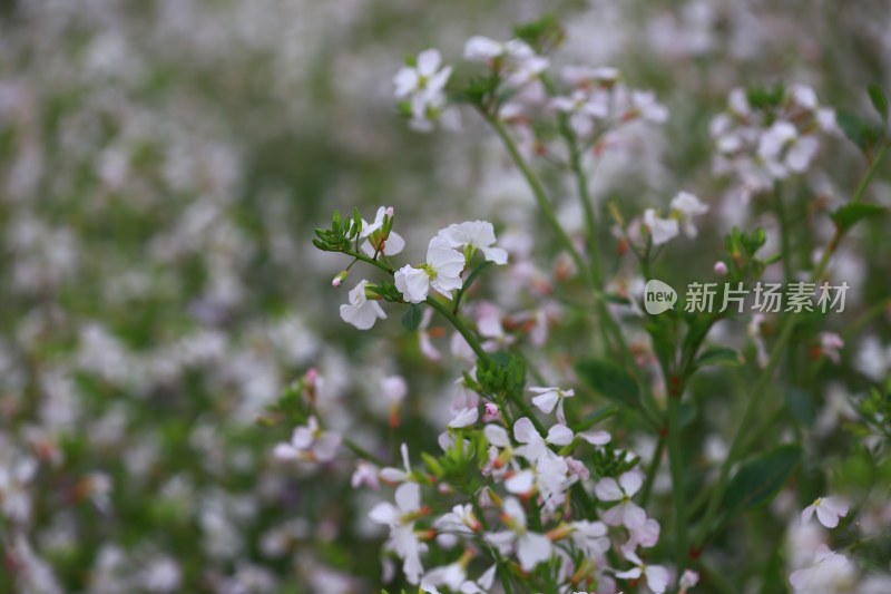 汉中皇塘的油菜花