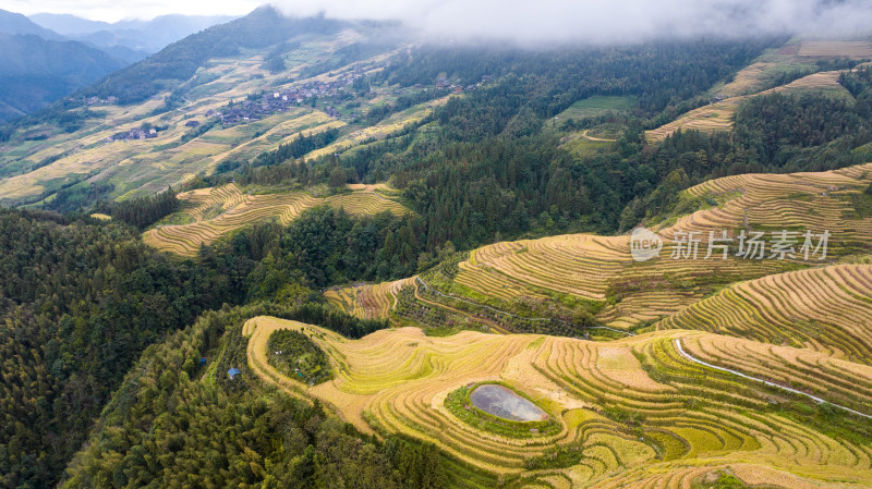 广西桂林龙脊梯田秋收稻田航拍风景