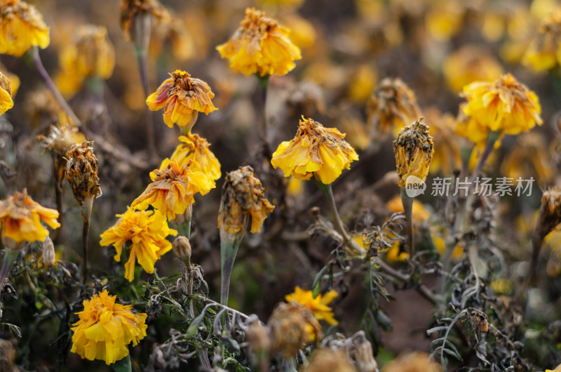 秋冬时节，渐渐枯萎的菊花