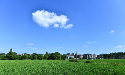 生长的的稻田稻穗,乡村经济