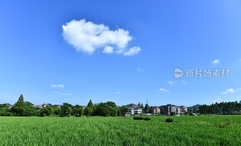 生长的的稻田稻穗,乡村经济