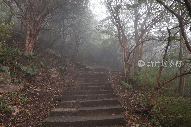 雾气弥漫山林中的石阶小路