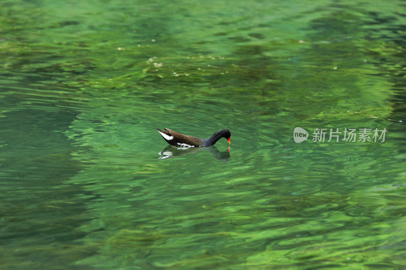 在湖水中捕食的黑水鸡