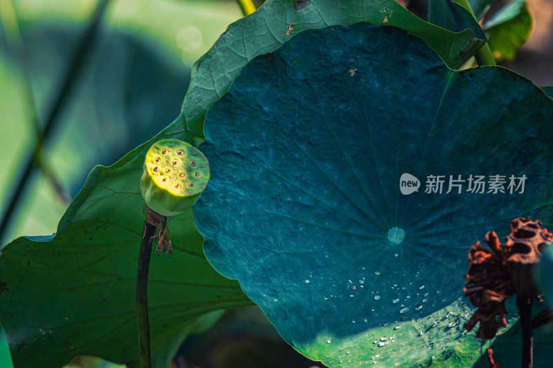 秋天池塘里枯萎的莲蓬