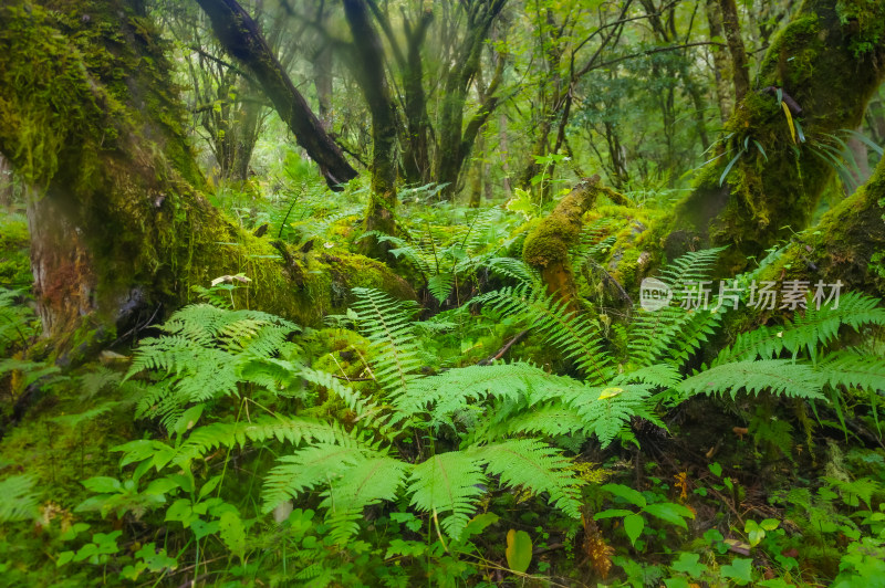 绿色蕨类植物