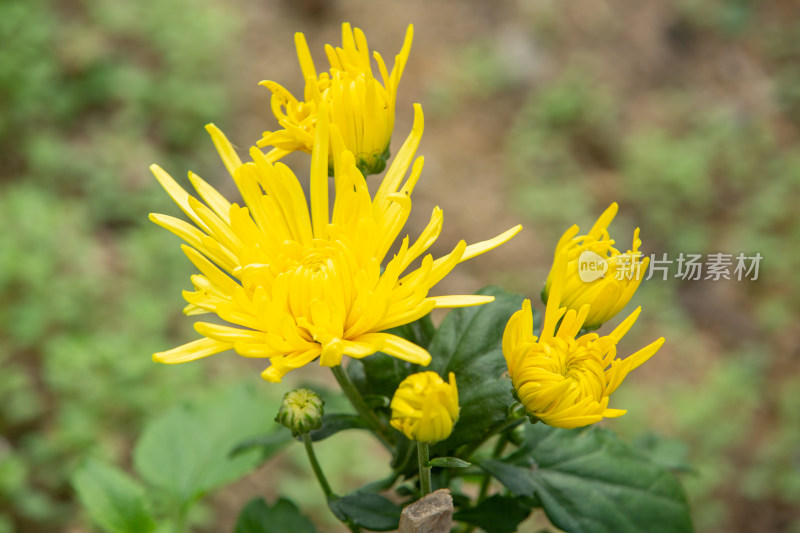 山间黄菊花