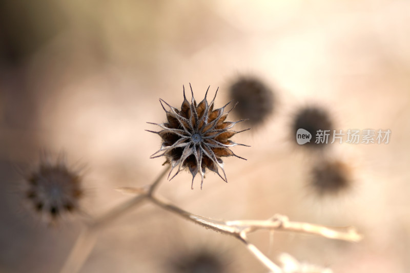 野外干枯的野麻种子特写