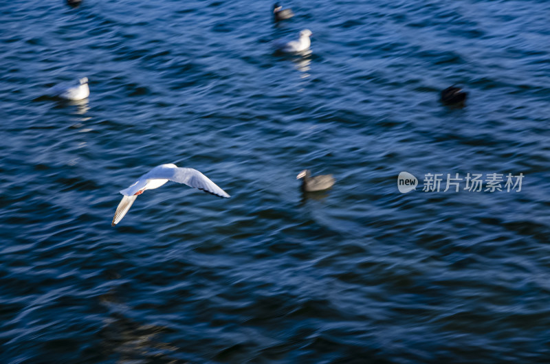 云南丽江泸沽湖海鸥水鸟野生动物