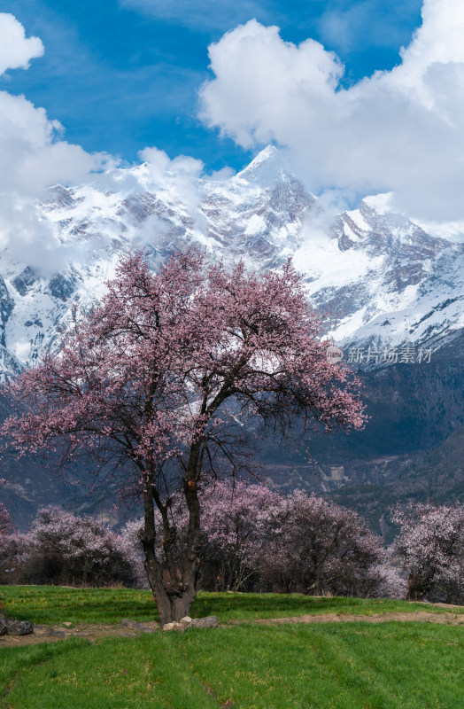 春天西藏林芝盛开的桃花和南迦巴瓦峰