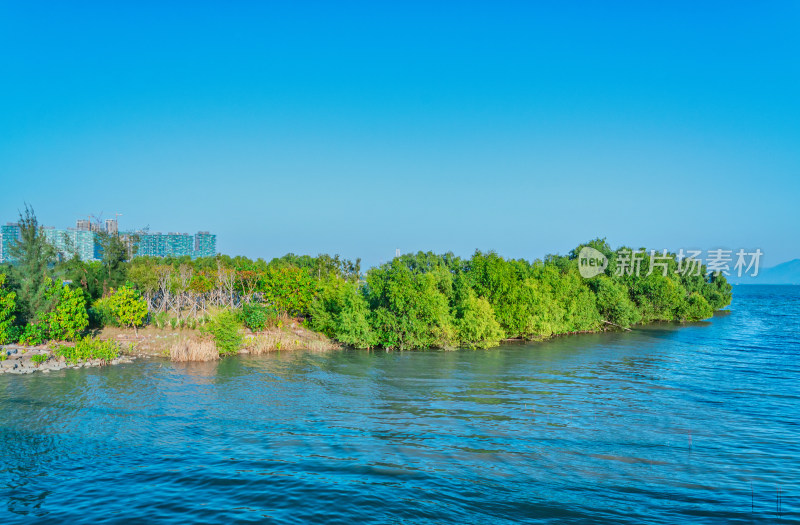 深圳湾公园海岸红树林与滨海城市风光