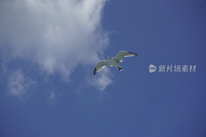 蓝天中飞翔的海鸥