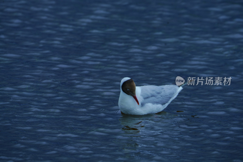 若尔盖的海鸥