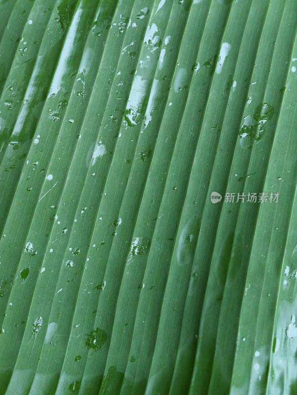 春天绿色的树叶叶子和雨滴水滴露水