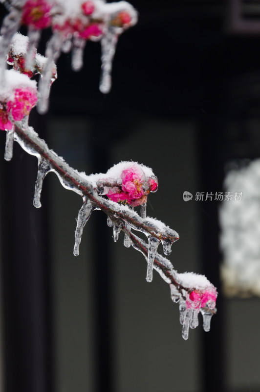 武汉东湖梅园雪中梅花盛开