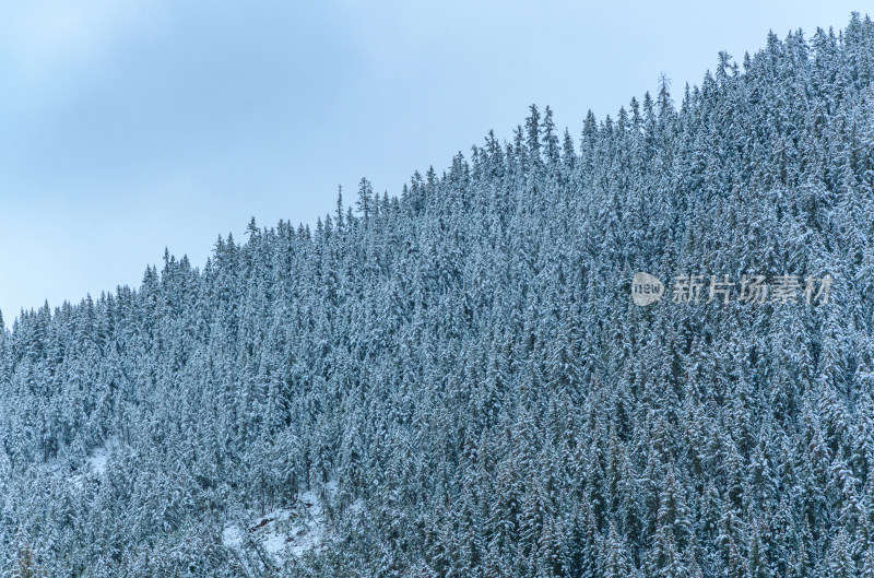 青海祁连卓尔山树林自然唯美雪景风光