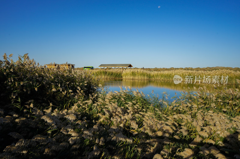 内蒙古额济纳，日出时分，居延海与芦苇荡