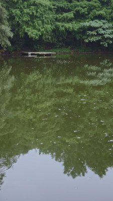 园博园雨天湖与森林的雨天氛围